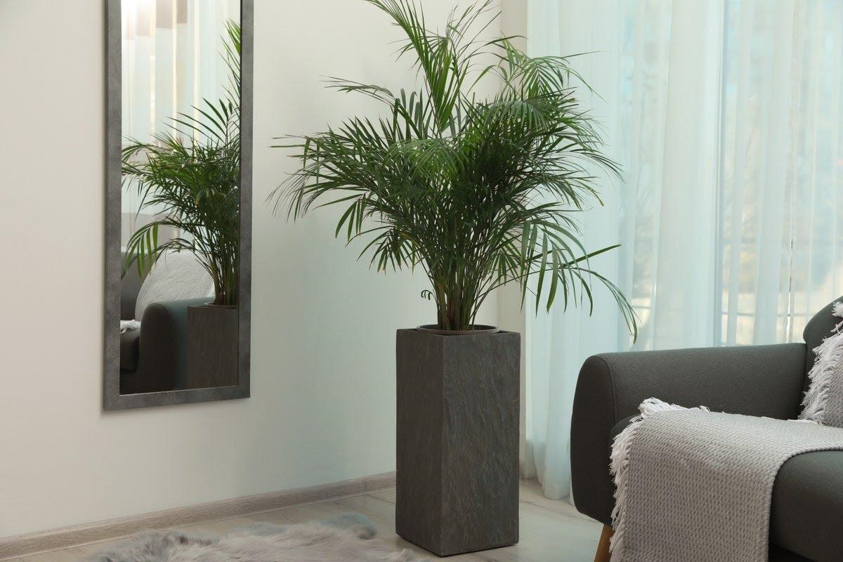 6Tropical Plants to Get the Jungle Look at Home - 10883